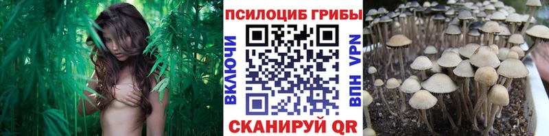 Псилоцибиновые грибы мицелий  Купить  Елизово 